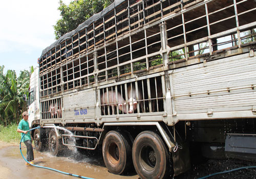 Nghiêm cấm đầu cơ, tích trữ lợn sống làm bất ổn thị trường thịt lợn
