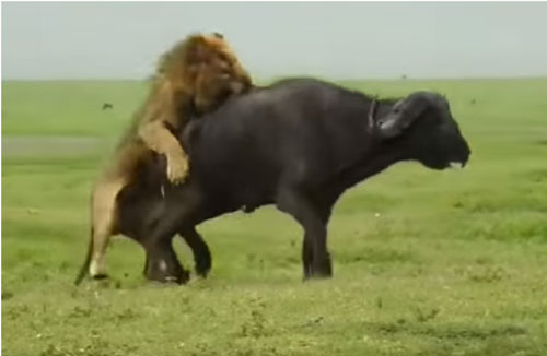 CLIP: Sư tử đoạt mạng trâu rừng trong "một nốt nhạc"