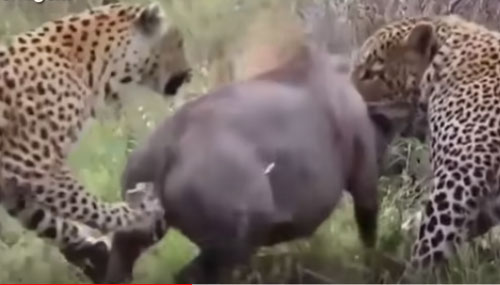 CLIP: Báo hoa mai đoạt mạng lợn bướu