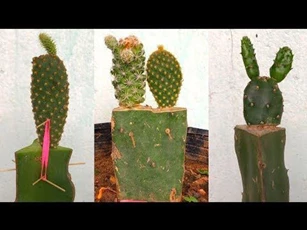 CLIP: Kỹ thuật ghép cây xương rồng vào cây thanh long vô cùng độc đáo