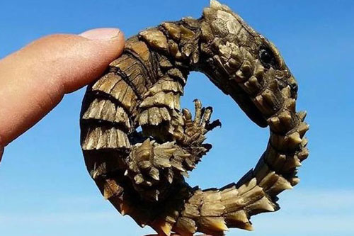 Thằn lằn có mai vảy - loài động vật kỳ lạ như những con rồng thu nhỏ