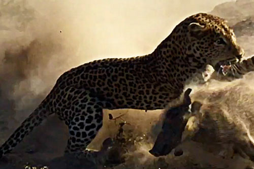 Bị báo hoa mai phục kích tài tình, lợn bướu mất mạng trong tích tắc