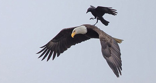 Chỉ bằng một mẹo nhỏ, chim sẻ đã “hạ gục” đại bàng: Hữu dũng vô mưu vạn đời suy