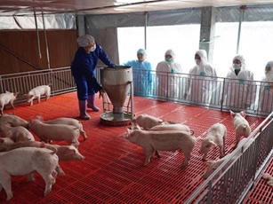 Doanh nghiệp bán lợn hơi 75.000 đồng/kg là lãi rất cao