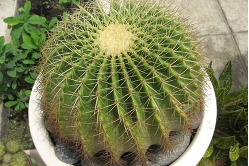 5 loại cây khí chất Thần Tài, không chỉ chiêu tài dẫn lộc mà còn lọc sạch khói bụi, vi khuẩn