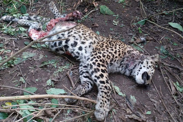 Báo hoa mai chết thảm trước nanh vuốt của hổ dữ