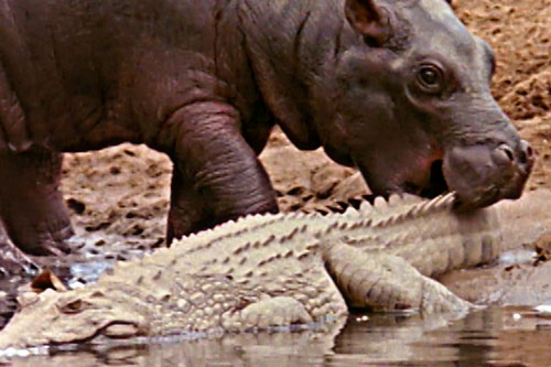 Hà mã con ‘vui tính’, xem cá sấu như đồ chơi