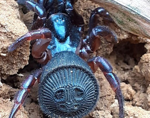 Phát hiện con nhện độc lạ với cái bụng in hình như bánh quy kem