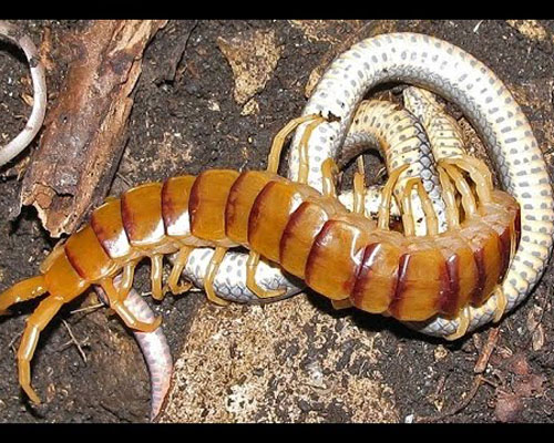 CLIP: Khoảnh khắc rết khổng lồ ăn thịt rắn độc khiến người xem "rùng mình"