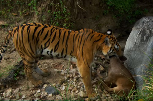 CLIP: "Chúa sơn lâm" đoạt mạng nai Samba
