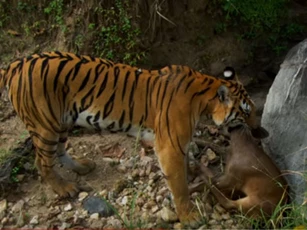 CLIP: "Chúa sơn lâm" đoạt mạng nai Samba