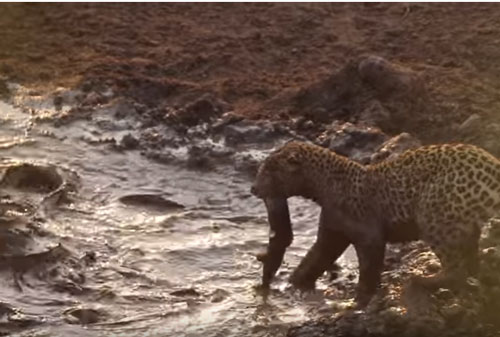 CLIP: Bị "cơn đói hành hạ", báo hoa mai xuống nước bắt cá