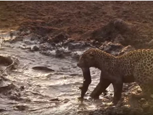 CLIP: Bị "cơn đói hành hạ", báo hoa mai xuống nước bắt cá