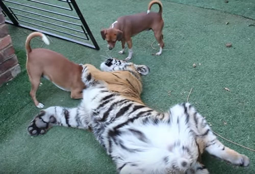 CLIP: "Tình bạn đặc biệt" giữa hổ và chó