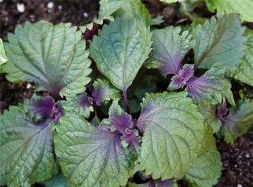 Ăn 1 lá tía tô theo cách này, cả tá bệnh trong người cũng "tẩy sạch", chớ dại mà bỏ phí