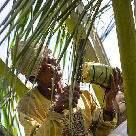 Sokfarm – sản phẩm mật hoa dừa lần đầu tiên được sản xuất ở Việt Nam