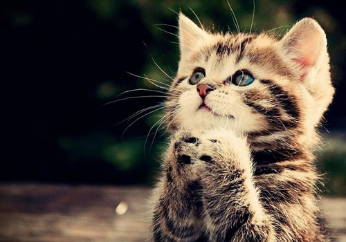 Điểm danh 3 con giáp hay gặp họa thị phi, 'tai bay vạ gió', tiểu nhân vây hãm, mất việc, mất bạn trong năm nay