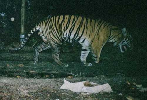 CLIP: Giải mã hành vi tự ăn thịt mình của nhiều loài động vật