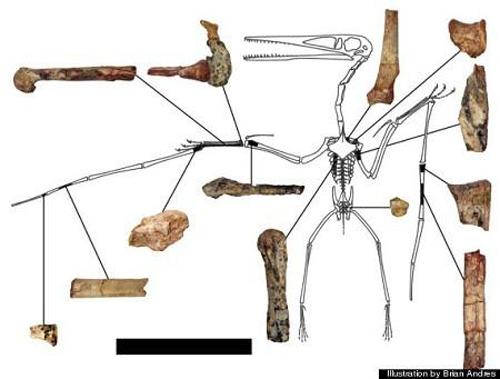 Hóa thạch loài "quái vật bay" như trong phim "Avatar"