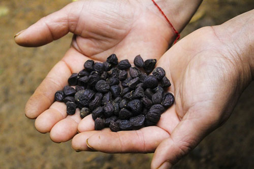 Hòa Bình: Trồng cây cho hạt đắt như 'vàng ròng', xây nhà lầu sắm xe hơi