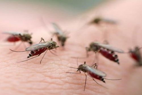 Dùng mẩu giấy nhỏ theo cách này, muỗi ‘khiếp 3 đời’ không dám bén mảng đến nhà bạn