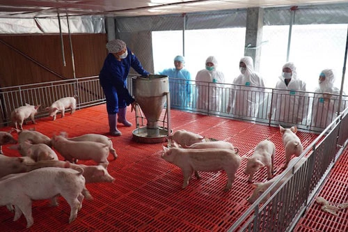 Mỗi tháng trang trại xuất chuồng khoảng 300 con lợn, với giá 60 - 65 nghìn đồng/kg