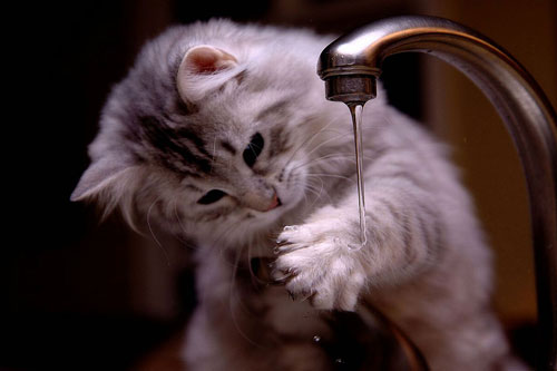 Lựa chọn vật nuôi theo phong thủy đem lại may mắn cho gia chủ