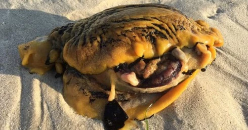 Một sinh vật khác thường trên bãi biển gần thành phố Perth, Australia.