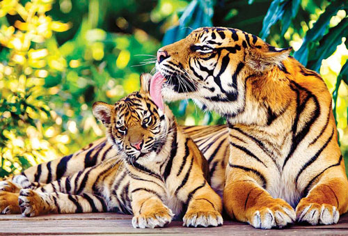 6 con giáp là 'báu vật của thượng đế', càng nhiều tuổi càng quyền lực, cả đời viên mãn