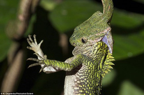 'Kinh hãi' trước cảnh rắn nuốt chửng tắc kè ngủ quên trong tích tắc