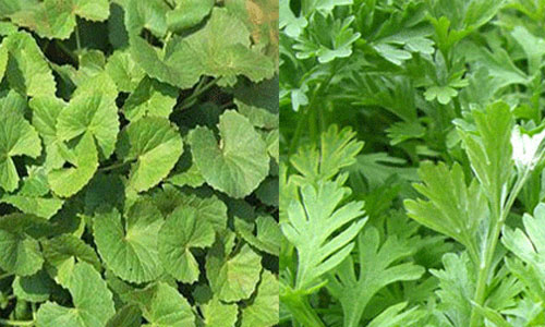 Độc tính từ rau má, ngải cứu vô cùng nguy hại mà ít ai biết