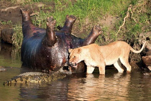 Sư tử liều xuống nước chiến cả đàn cá sấu giành mồi