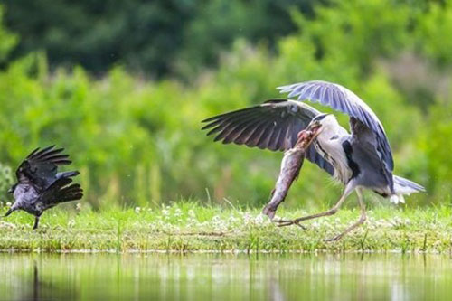 Bầy quạ tinh ranh “đánh hội đồng”, cướp cá trong miệng diệc trắng