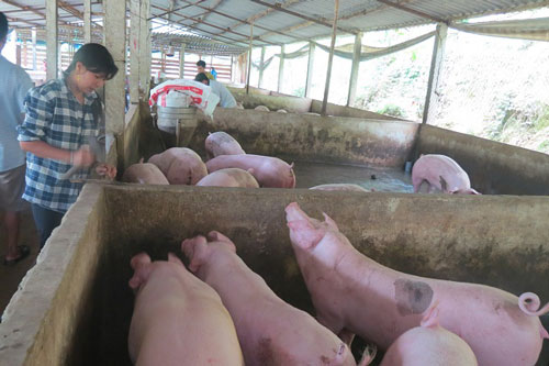 &#x110;&#x1EA3;m b&#x1EA3;o ngu&#x1ED3;n cung th&#x1ECB;t l&#x1EE3;n