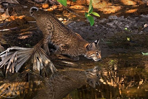 'Số đen' gặp cá sấu, mèo hoang to lớn tan xác