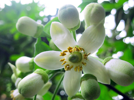 Hoa bưởi dùng đúng cách vừa lợi cho sức khỏe lại giúp da căng mịn, sáng hồng, ai cũng mê mẩn