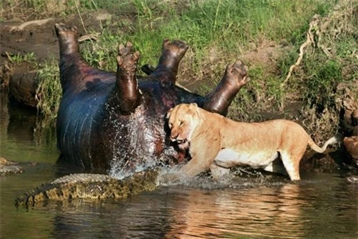 Một cặp đôi sư tử nhìn thấy xác hà mã và quyết định đi một đoạn dài để sang sông tiếp cận.