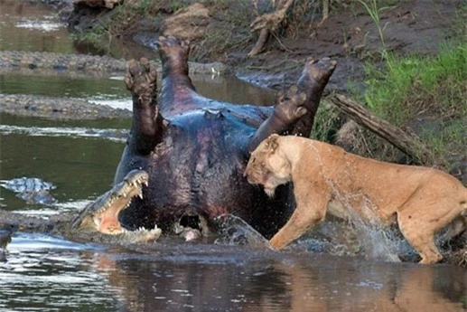 Câu chuyện diễn ra ở Công viên quốc gia Masai Mara, Kenya.