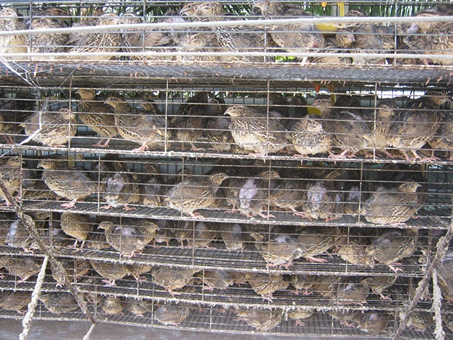 Chim Cút được nuôi tại Tổ hợp tác Nguyễn Hồ.