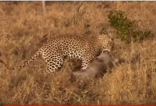 CLIP: Báo hoa mai hạ gục lợn bướu trong "chớp mắt"