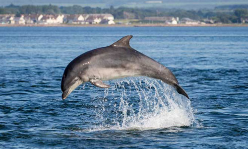 Iran có sát thủ cá heo - vũ khí bí mật không?