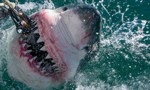 CLIP: Những điều thú vị về cá mập có thể bạn chưa biết