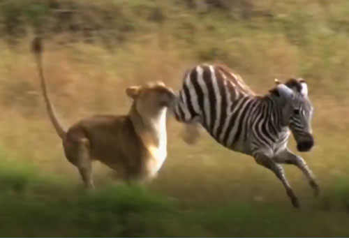 CLIP: Ngựa vằn đá "lật mặt" sư tử