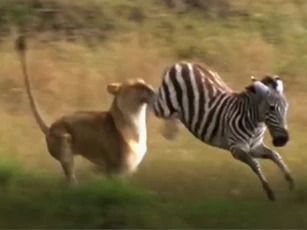 CLIP: Ngựa vằn đá "lật mặt" sư tử