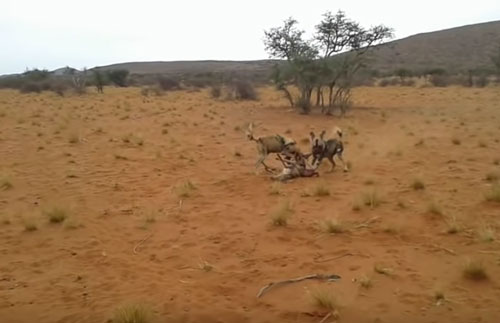 CLIP: Chó hoang xé xác linh dương non