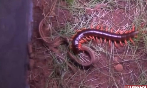 CLIP: Cuộc chiến không cân sức giữa rắn và rết