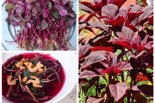 Rau dền cực kỳ mát, bổ nhưng có những người tuyệt đối không được đụng đũa kẻo nguy hại tới sức khỏe