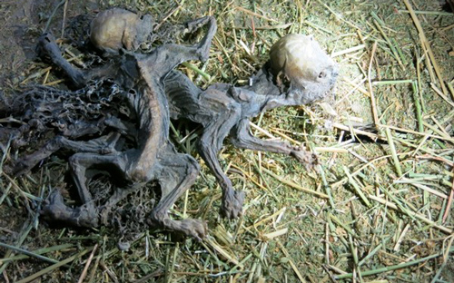 Hãi hùng phát hiện 2 xác người ngoài hành tinh trong cỏ khô