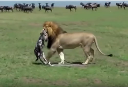 CLIP: Mới chào đời, ngựa vằn đã bị sư tử ăn thịt