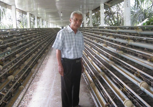 Ông Trần Nguyễn Hồ giới thiệu hệ thống chuồng nuôi chim cút tại trang trại